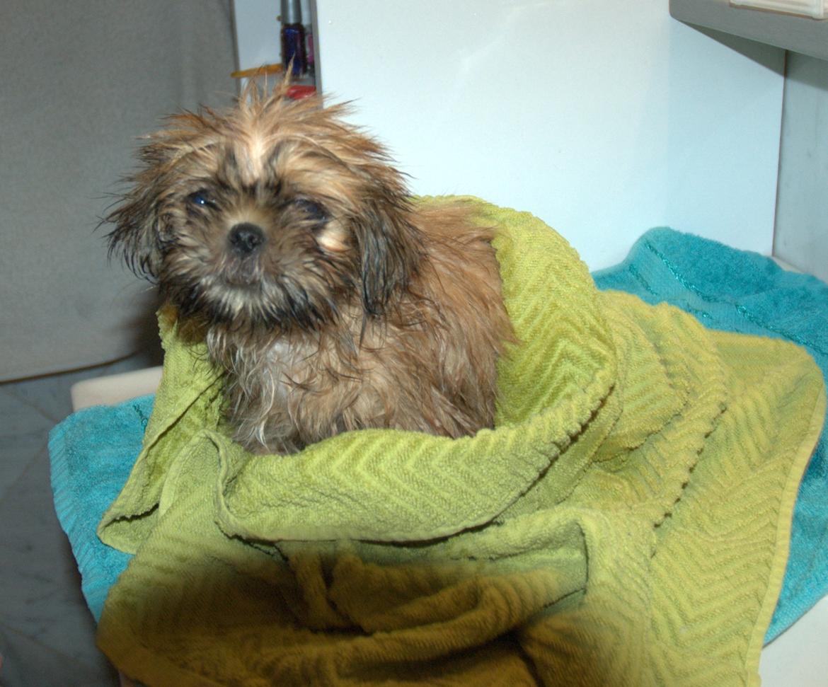 Shih tzu Fonvig's Phoebe billede 23