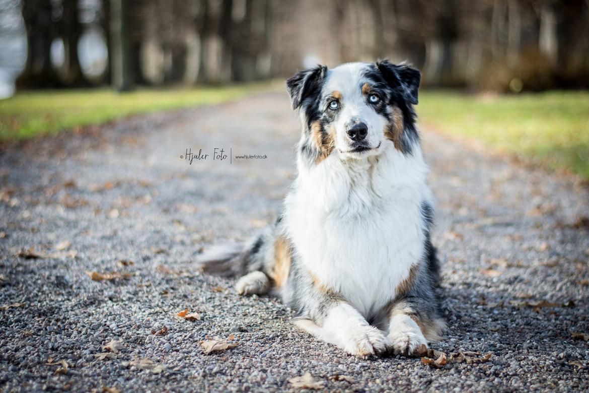 Australian shepherd PM Dumbledore in Disquise billede 21