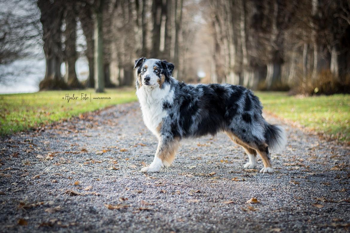 Australian shepherd PM Dumbledore in Disquise billede 22