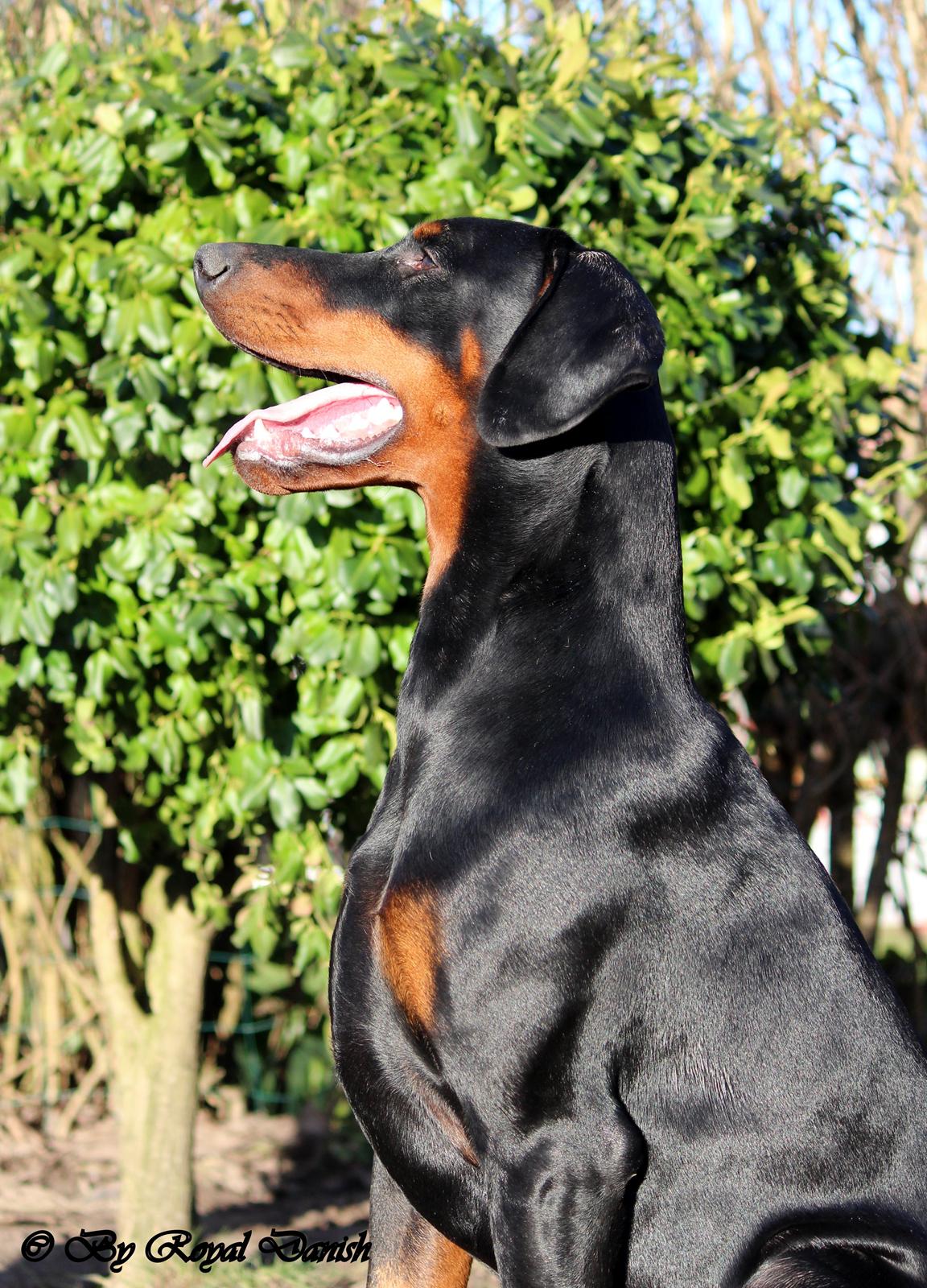 Dobermann Destiny´s Phoenix In The Spotlight aka Bentley billede 9