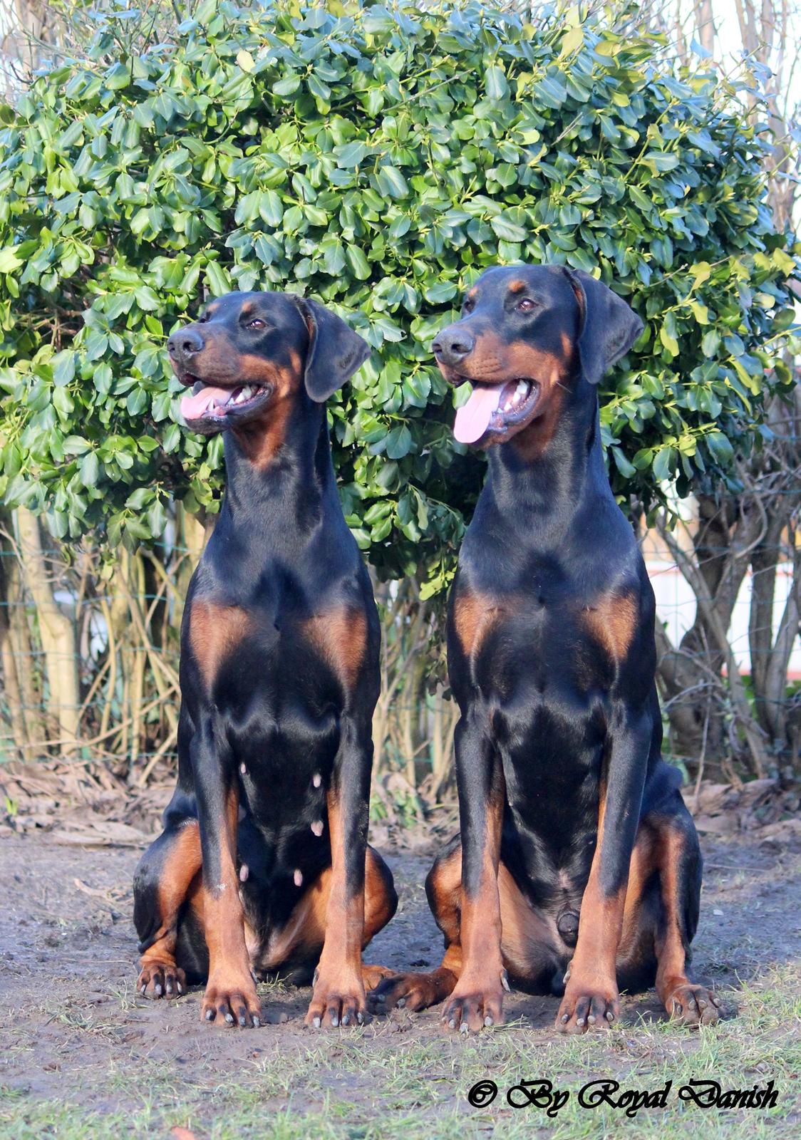 Dobermann Destiny´s Phoenix In The Spotlight aka Bentley billede 10