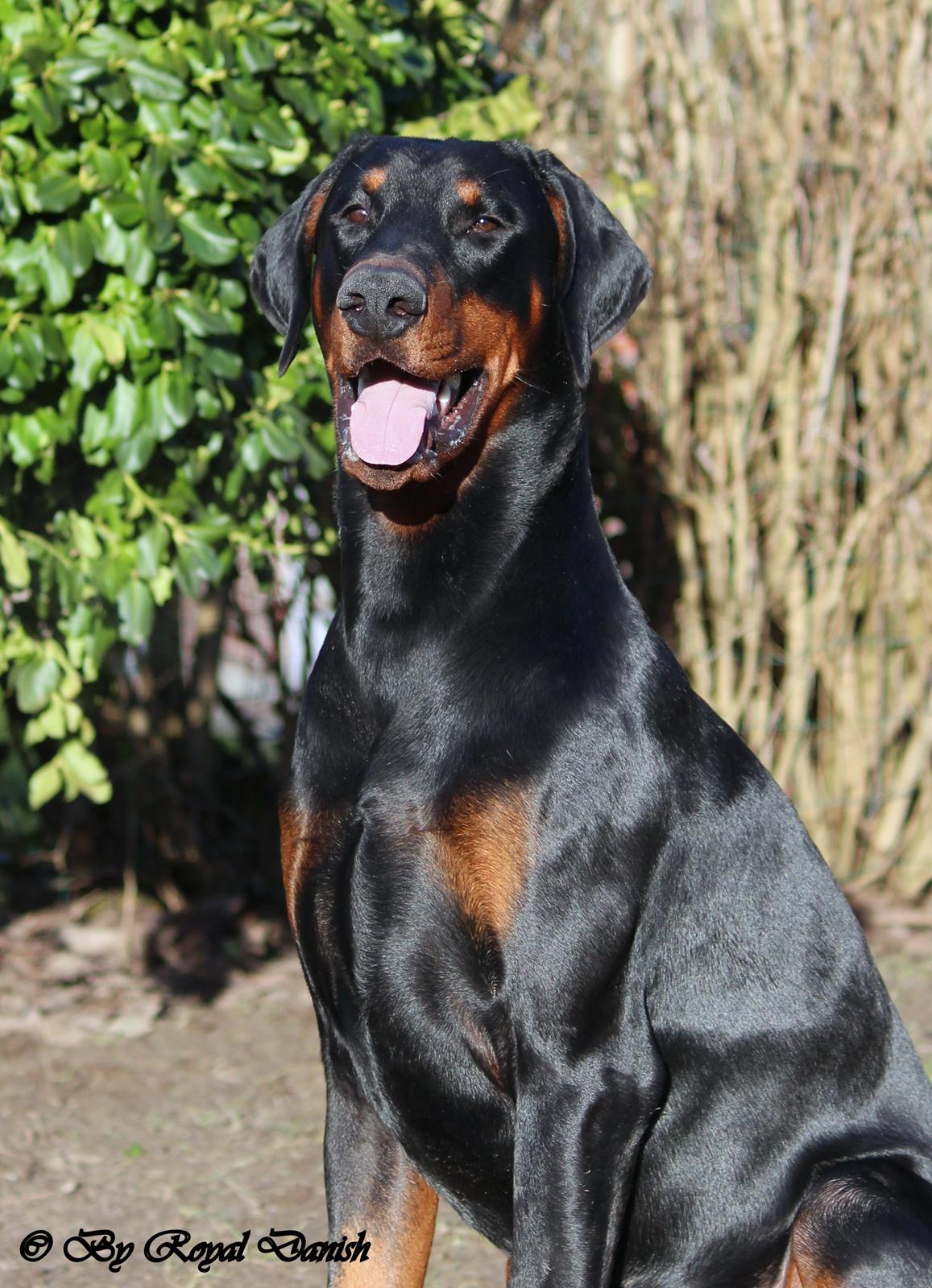 Dobermann Destiny´s Phoenix In The Spotlight aka Bentley billede 8