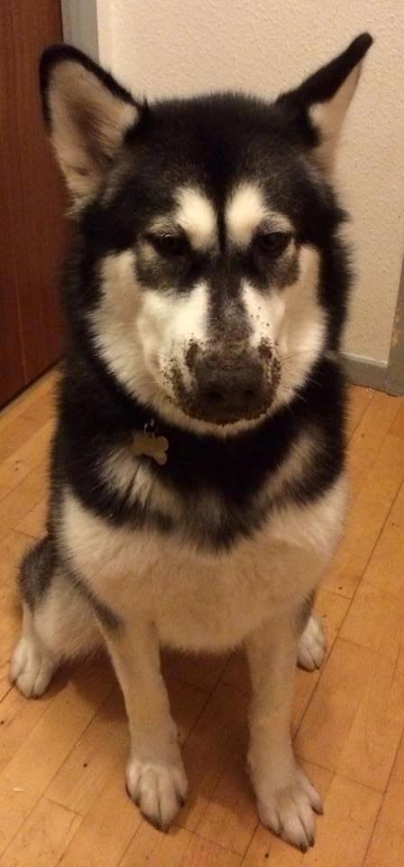 Alaskan malamute Zilke billede 8