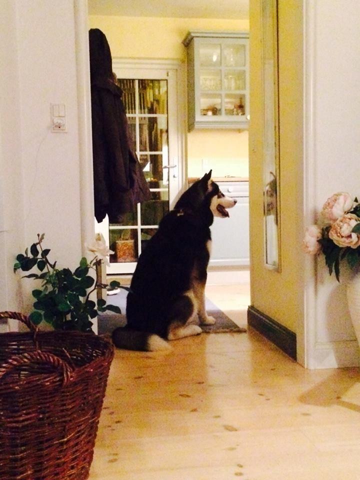 Alaskan malamute Zilke billede 9