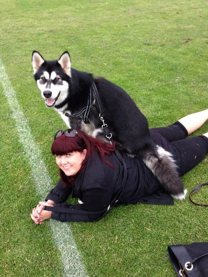 Alaskan malamute Zilke billede 11