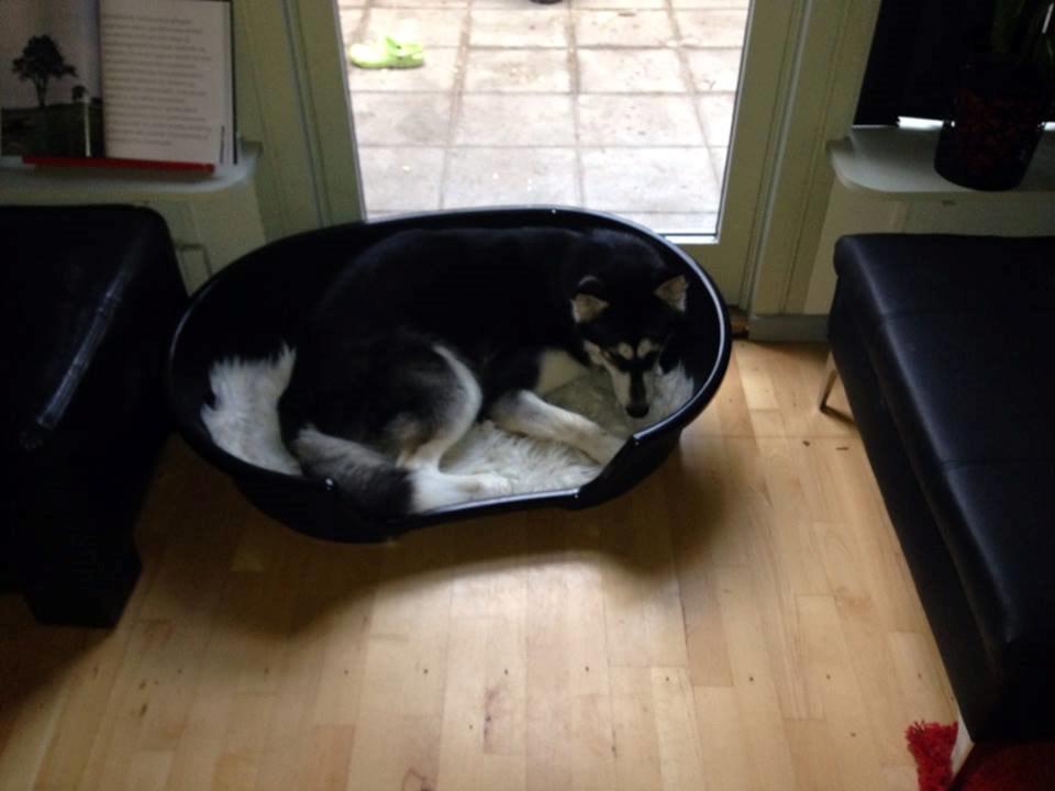 Alaskan malamute Zilke billede 12