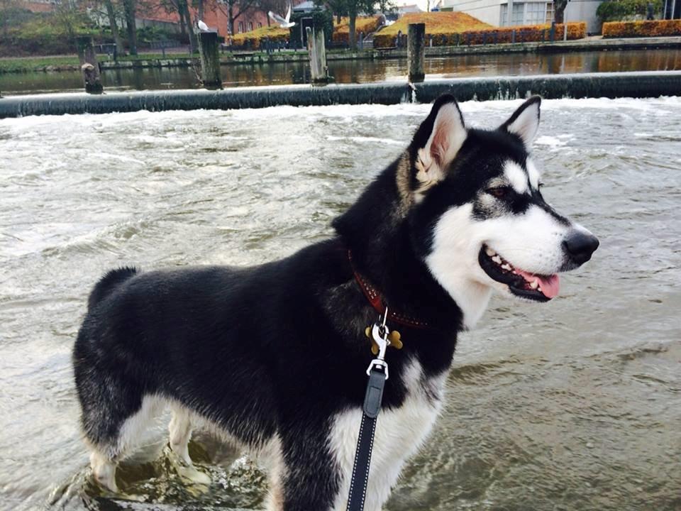 Alaskan malamute Zilke billede 13