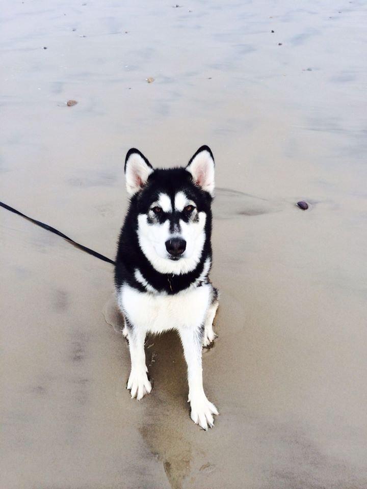 Alaskan malamute Zilke billede 10