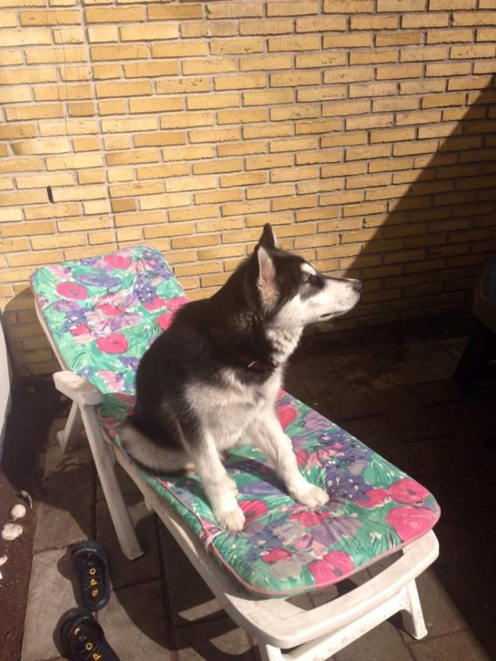 Alaskan malamute Zilke billede 15