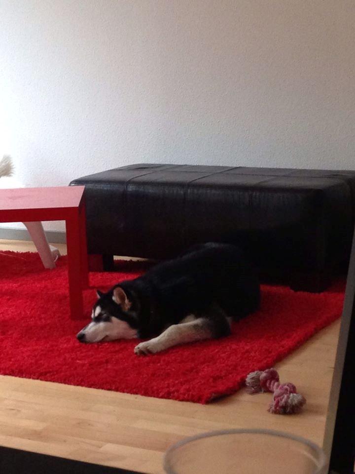 Alaskan malamute Zilke billede 16