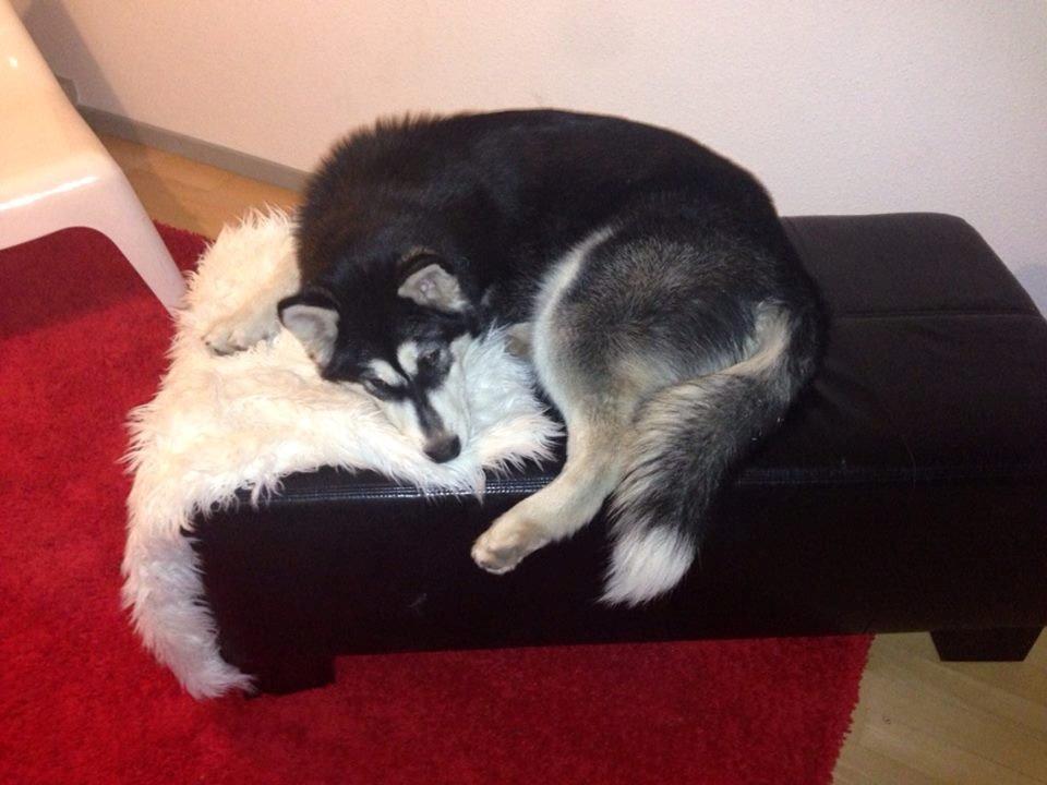 Alaskan malamute Zilke billede 14