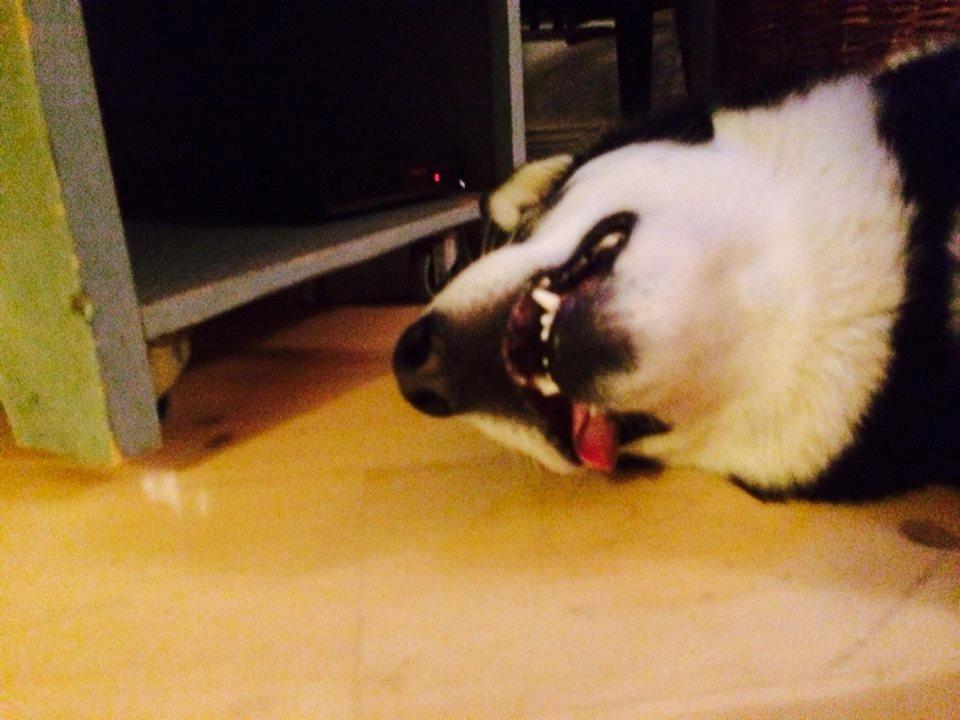 Alaskan malamute Zilke billede 17