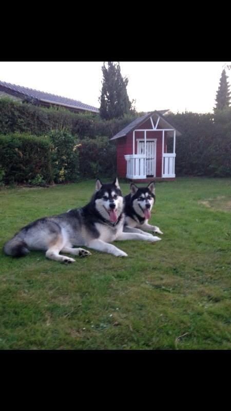 Alaskan malamute Zilke billede 20