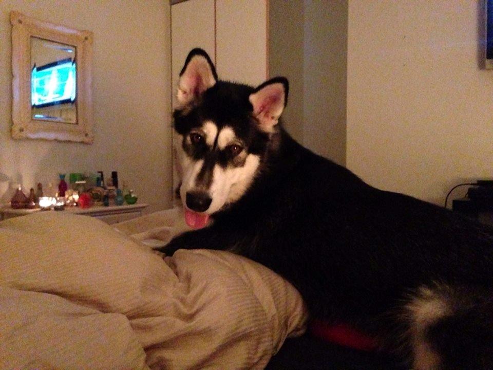 Alaskan malamute Zilke billede 22