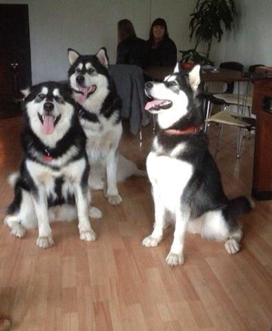 Alaskan malamute Zilke billede 23