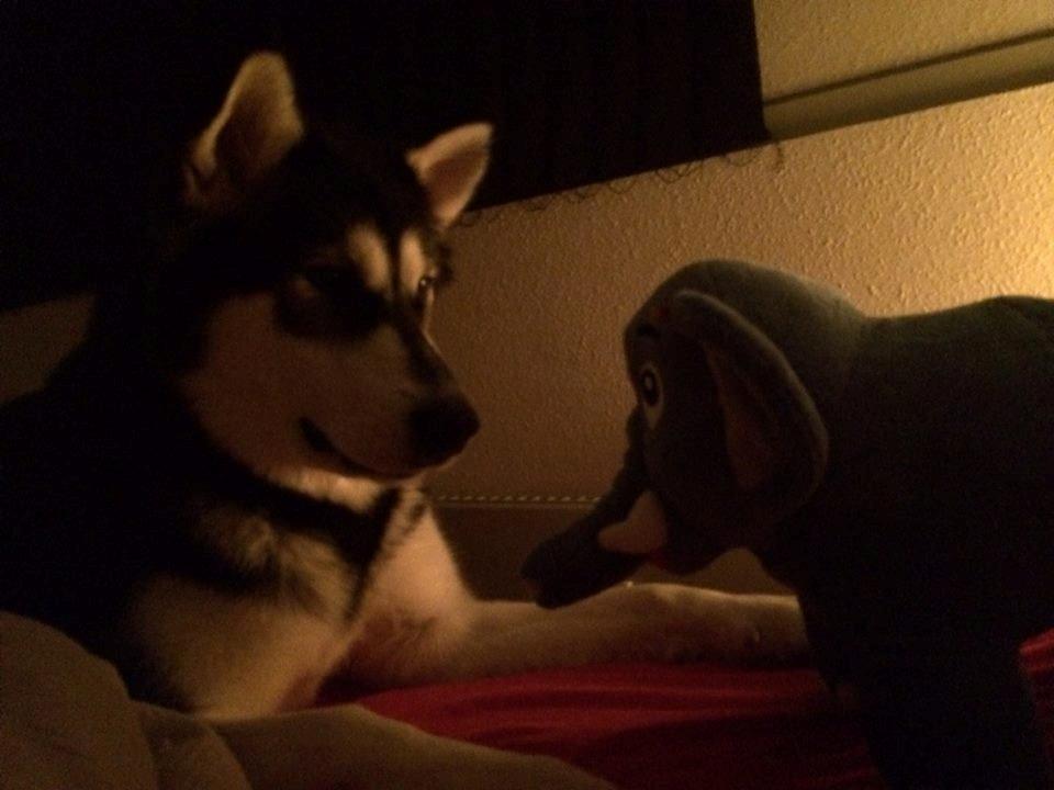 Alaskan malamute Zilke billede 24