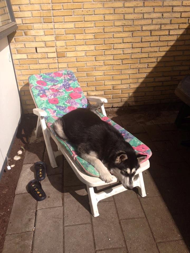 Alaskan malamute Zilke billede 25