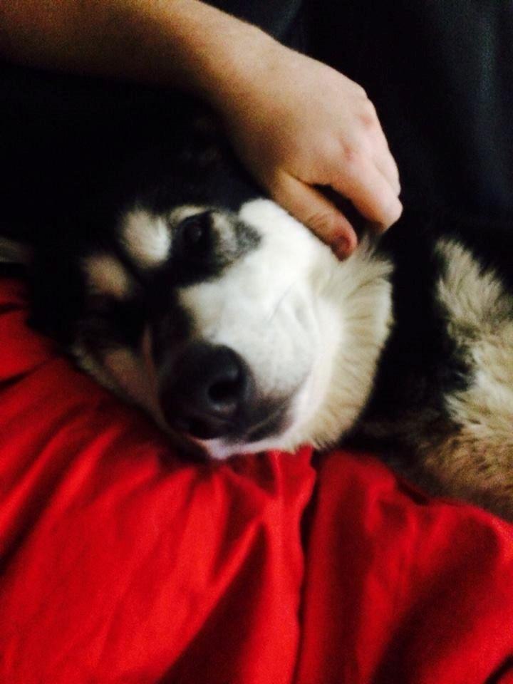 Alaskan malamute Zilke billede 26