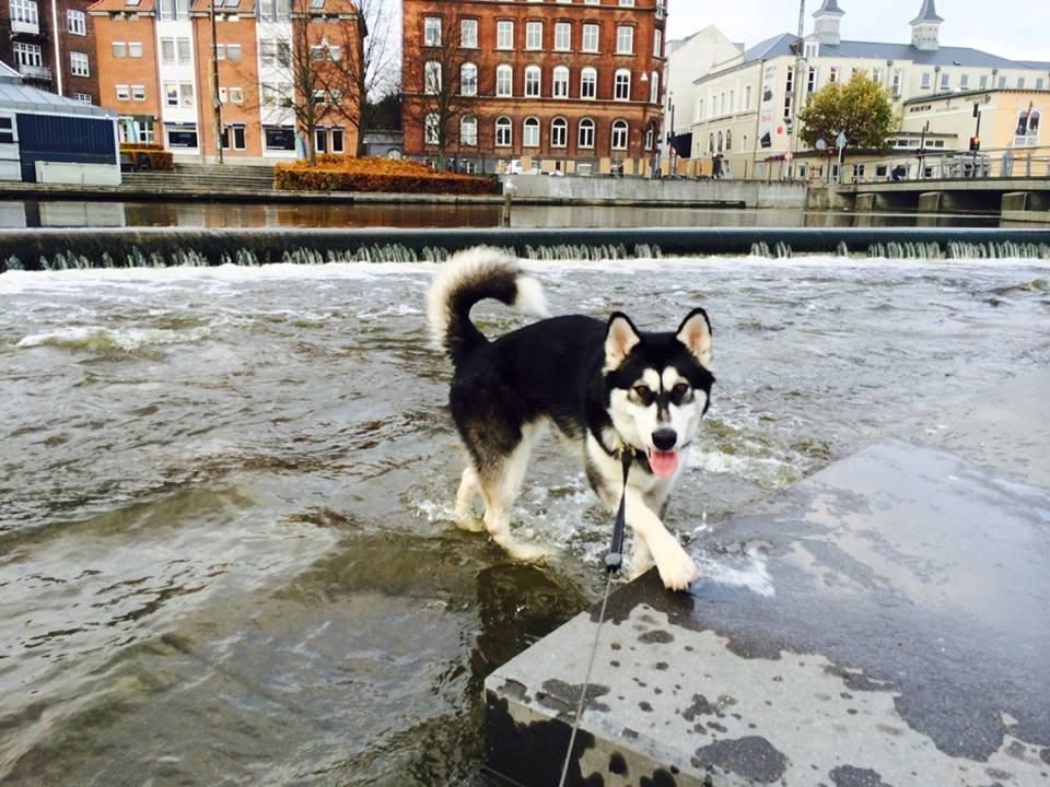 Alaskan malamute Zilke billede 27