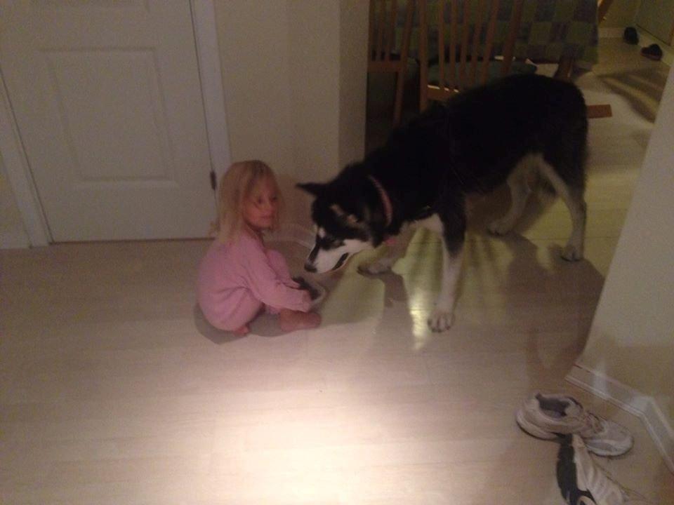 Alaskan malamute Zilke billede 28