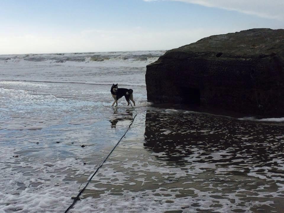 Alaskan malamute Zilke billede 29