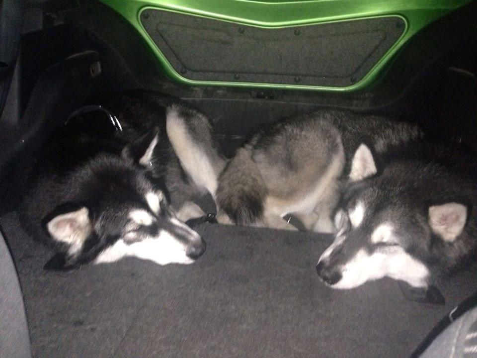 Alaskan malamute Zilke billede 30