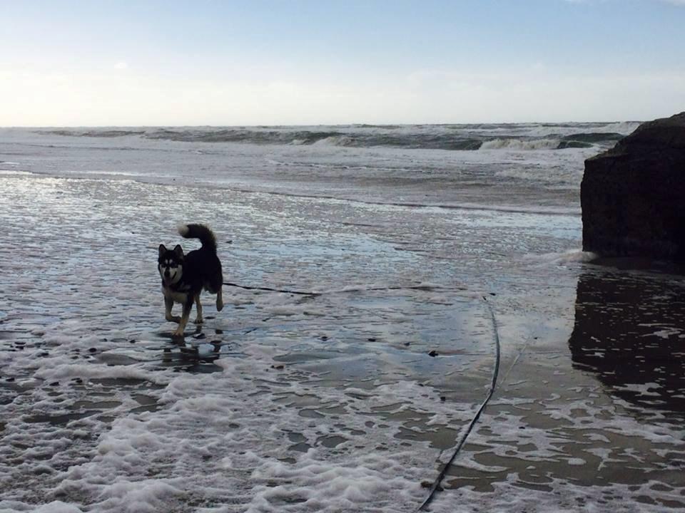 Alaskan malamute Zilke billede 31