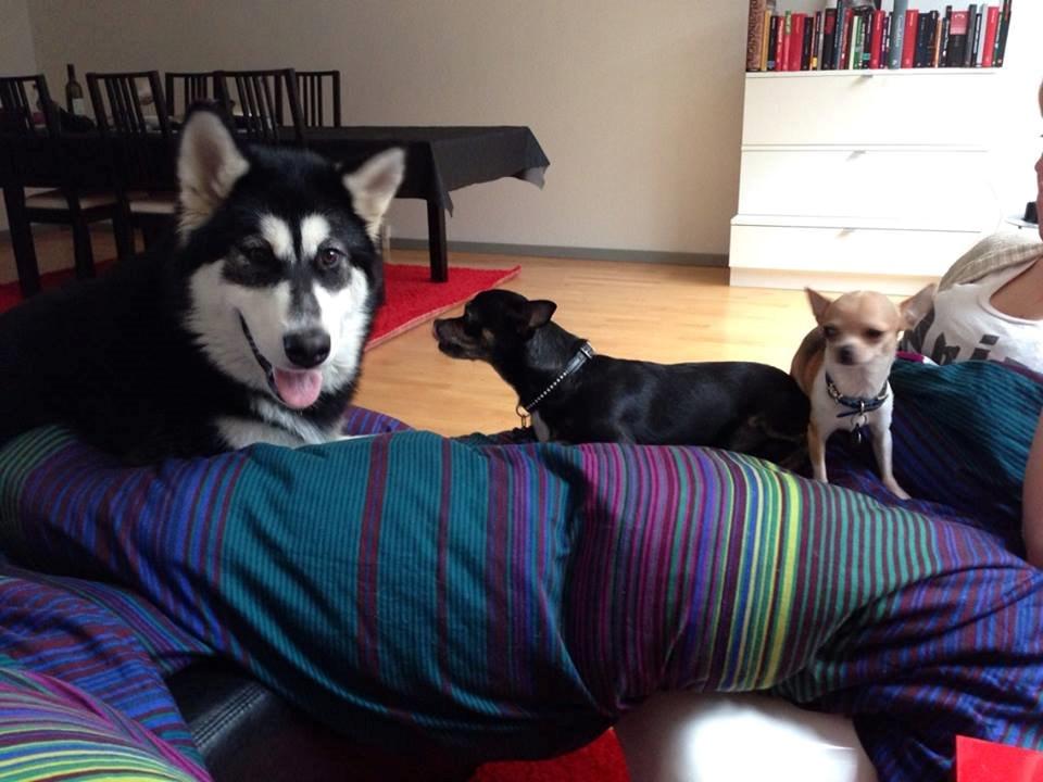 Alaskan malamute Zilke billede 32