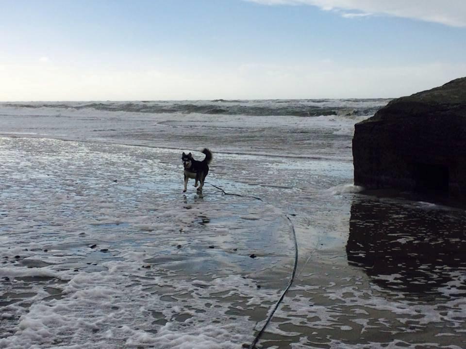 Alaskan malamute Zilke billede 34