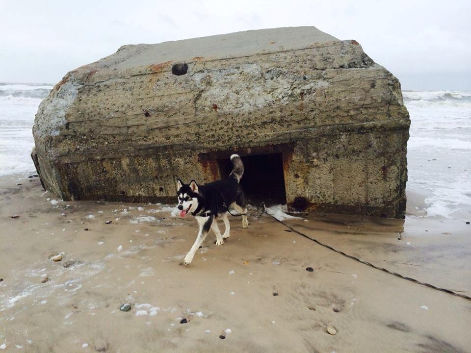 Alaskan malamute Zilke billede 33