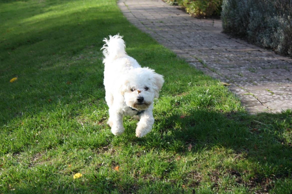 Bichon à poil frisé Cooper - løbe løbe løbe! billede 5