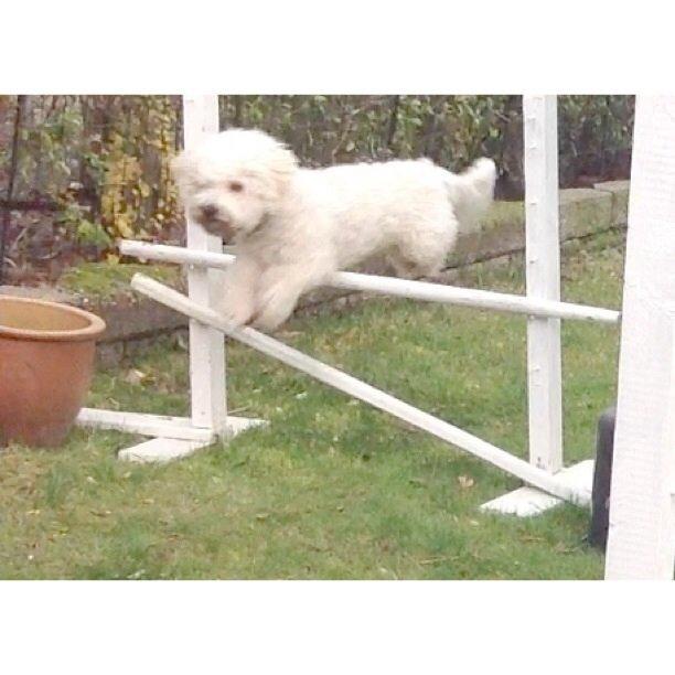 Bichon à poil frisé Cooper - Der springes 40 cm! billede 7