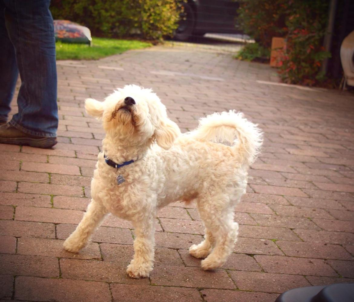 Bichon à poil frisé Cooper - Cooper syntes at livet er skøønt! billede 11