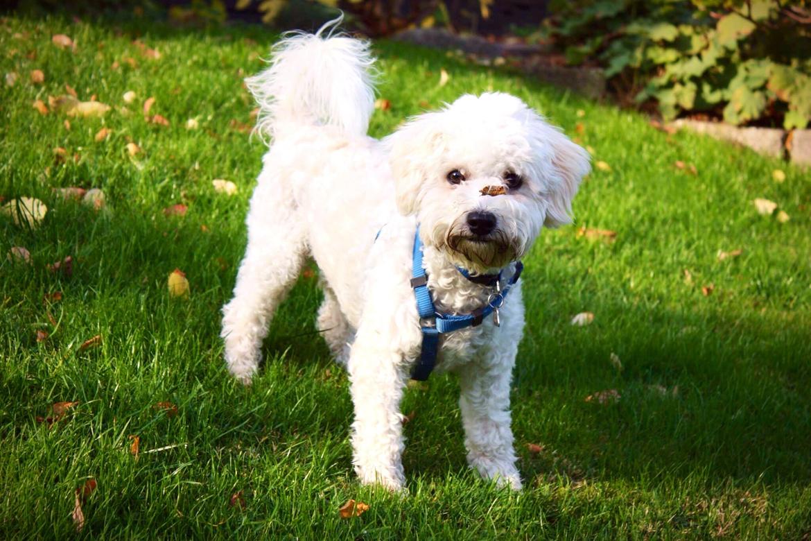 Bichon à poil frisé Cooper - Det er deeeeeeeeeejligt at være udenfor! billede 2