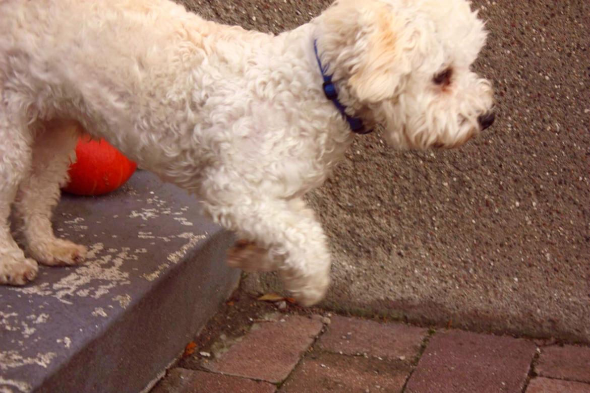 Bichon à poil frisé Cooper - Hop hop, ned at trappen kan man vel komme ;) billede 12