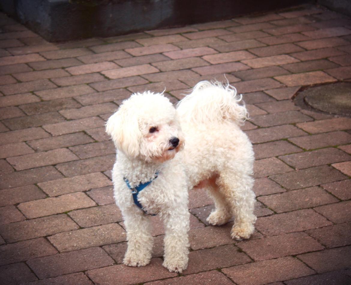 Bichon à poil frisé Cooper - Hvad kigger han mon på? :) billede 13