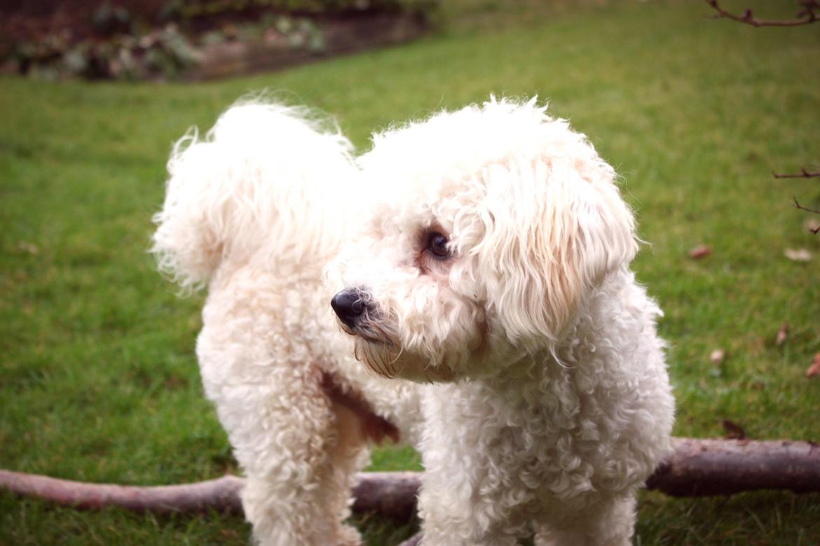 Bichon à poil frisé Cooper - Tak fordi i kiggede med :) billede 16