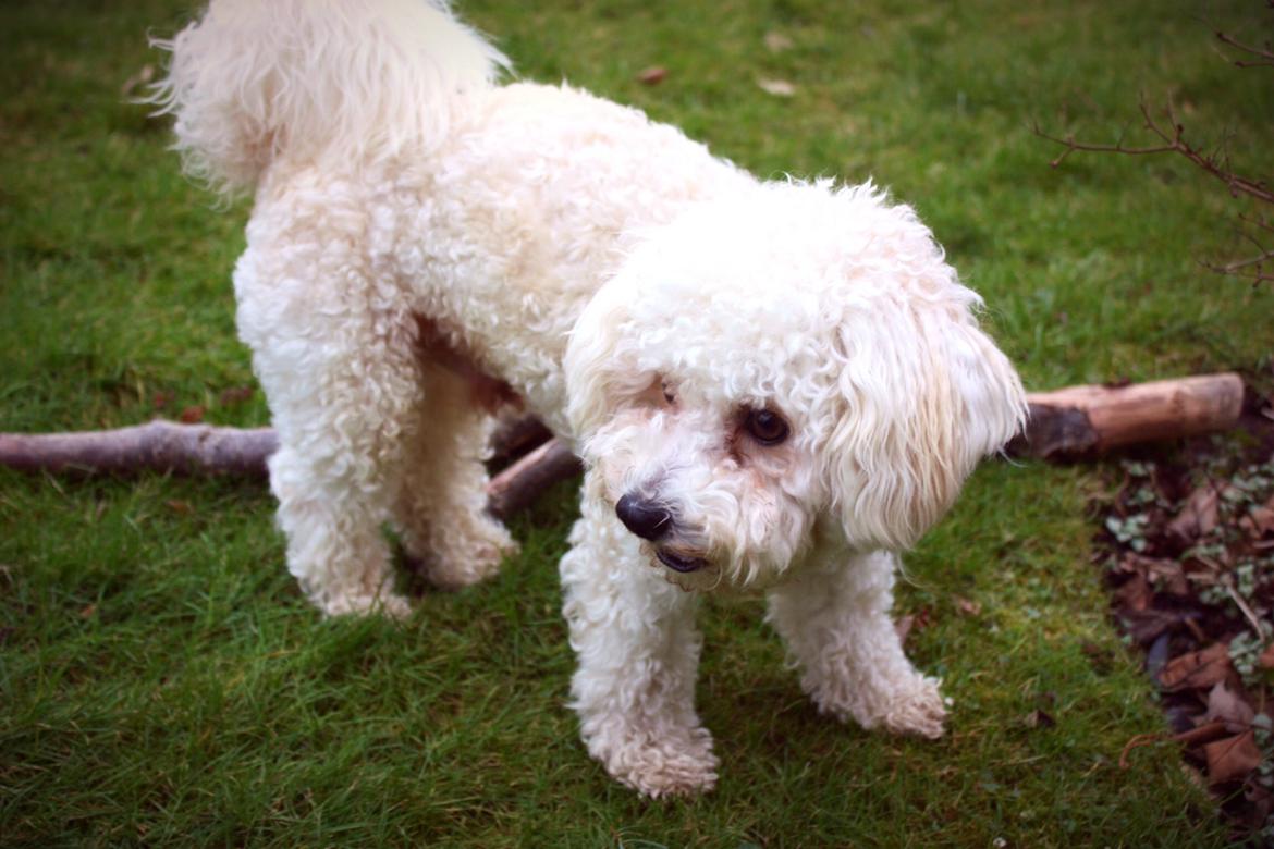 Bichon à poil frisé Cooper - Ynglings grenen i baggrunden ;) billede 15