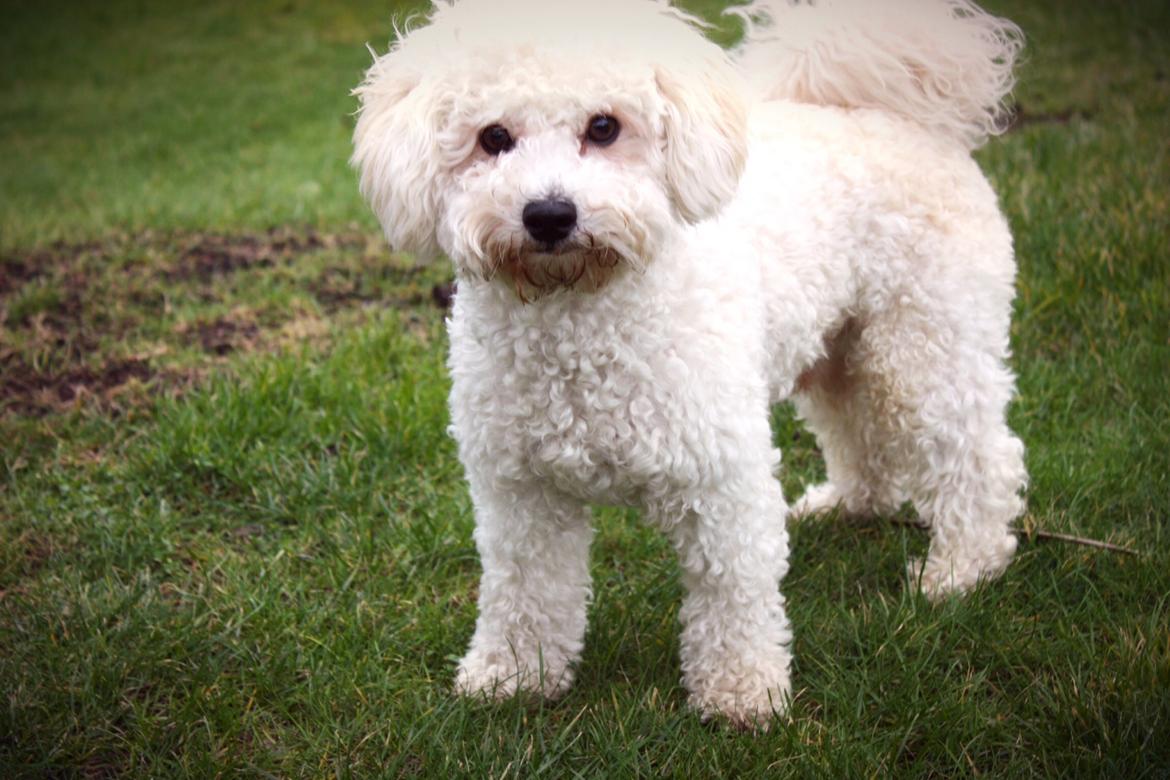 Bichon à poil frisé Cooper - Cooper <3 billede 4