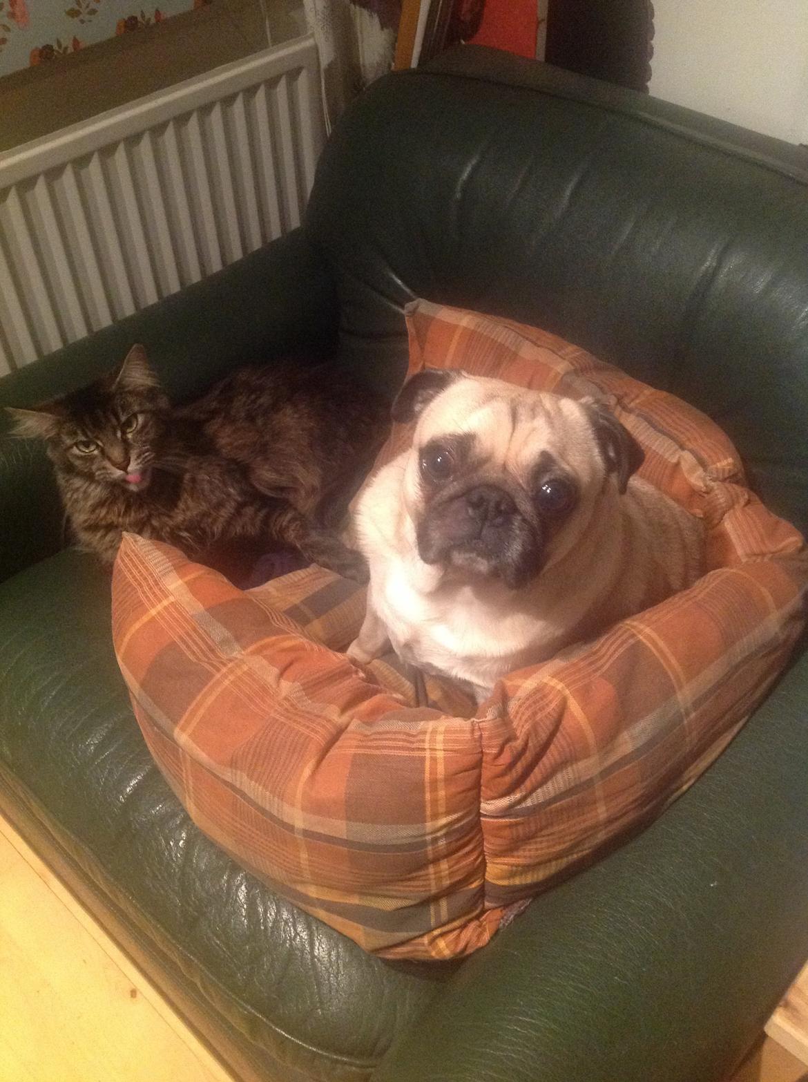 Mops Gilbert billede 21