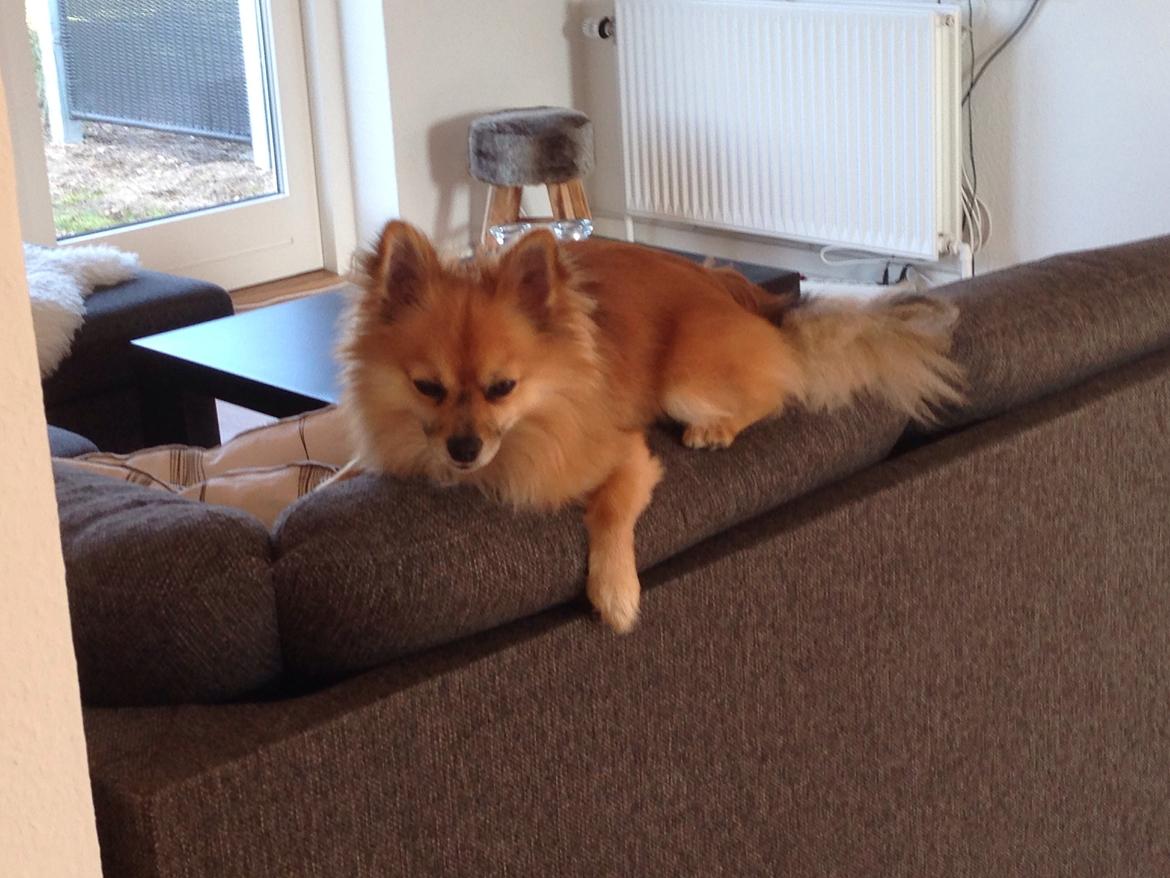 Blanding af racer Silas billede 22