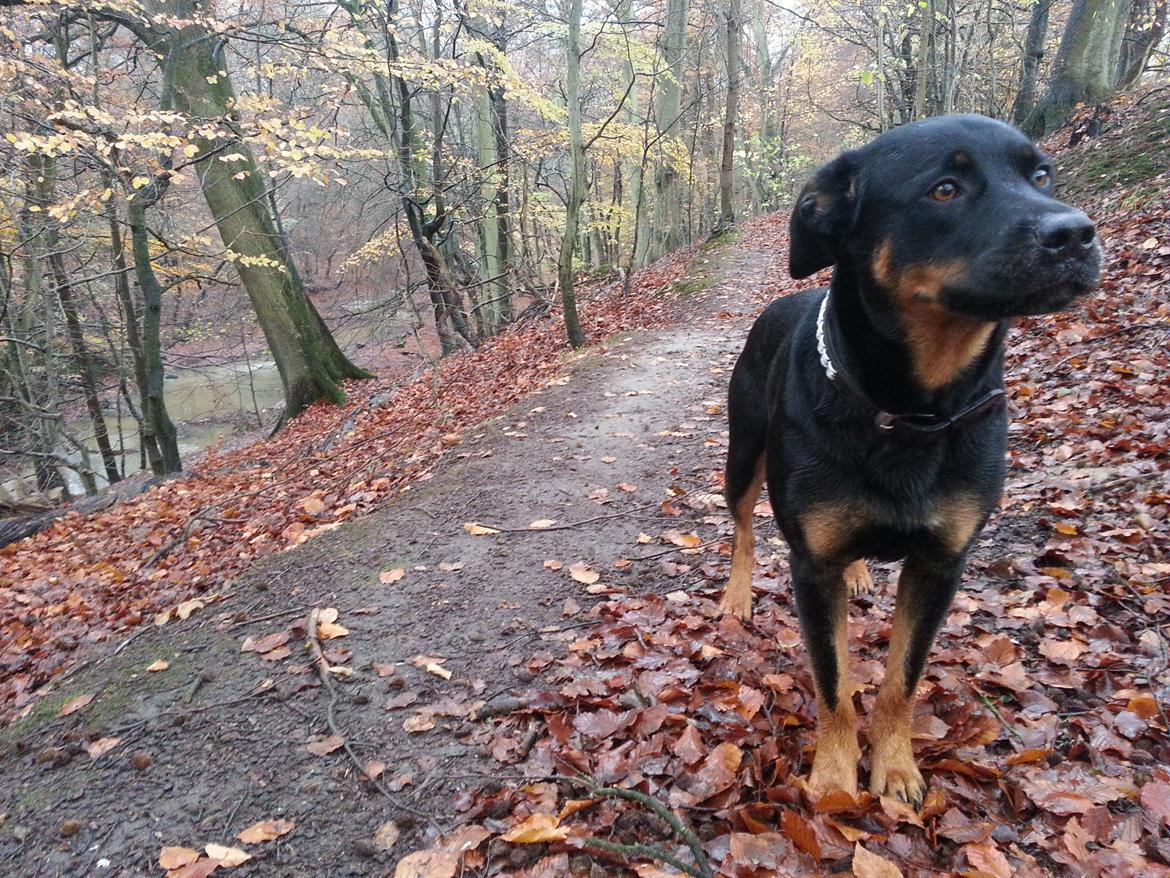 Blanding af racer Sally (Border Collie / Rottweiler) billede 45