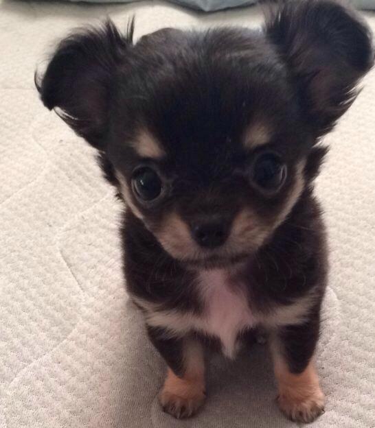 Chihuahua Coco billede 1