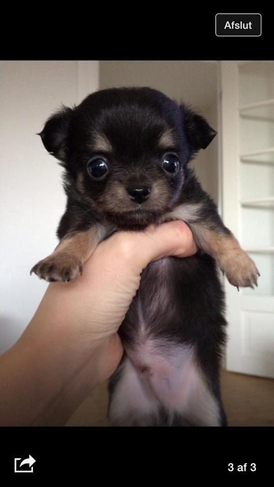 Chihuahua Coco billede 2