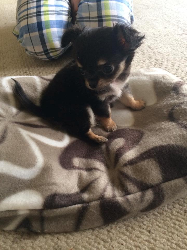 Chihuahua Coco billede 3