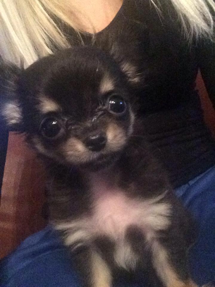 Chihuahua Coco billede 4