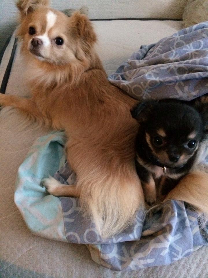 Chihuahua Coco billede 5