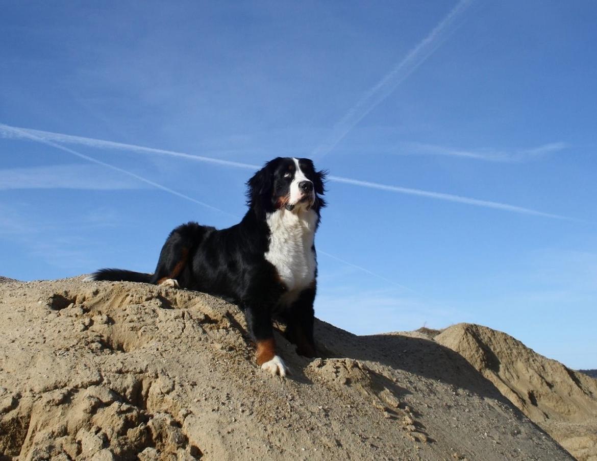 Berner sennenhund Aika billede 15