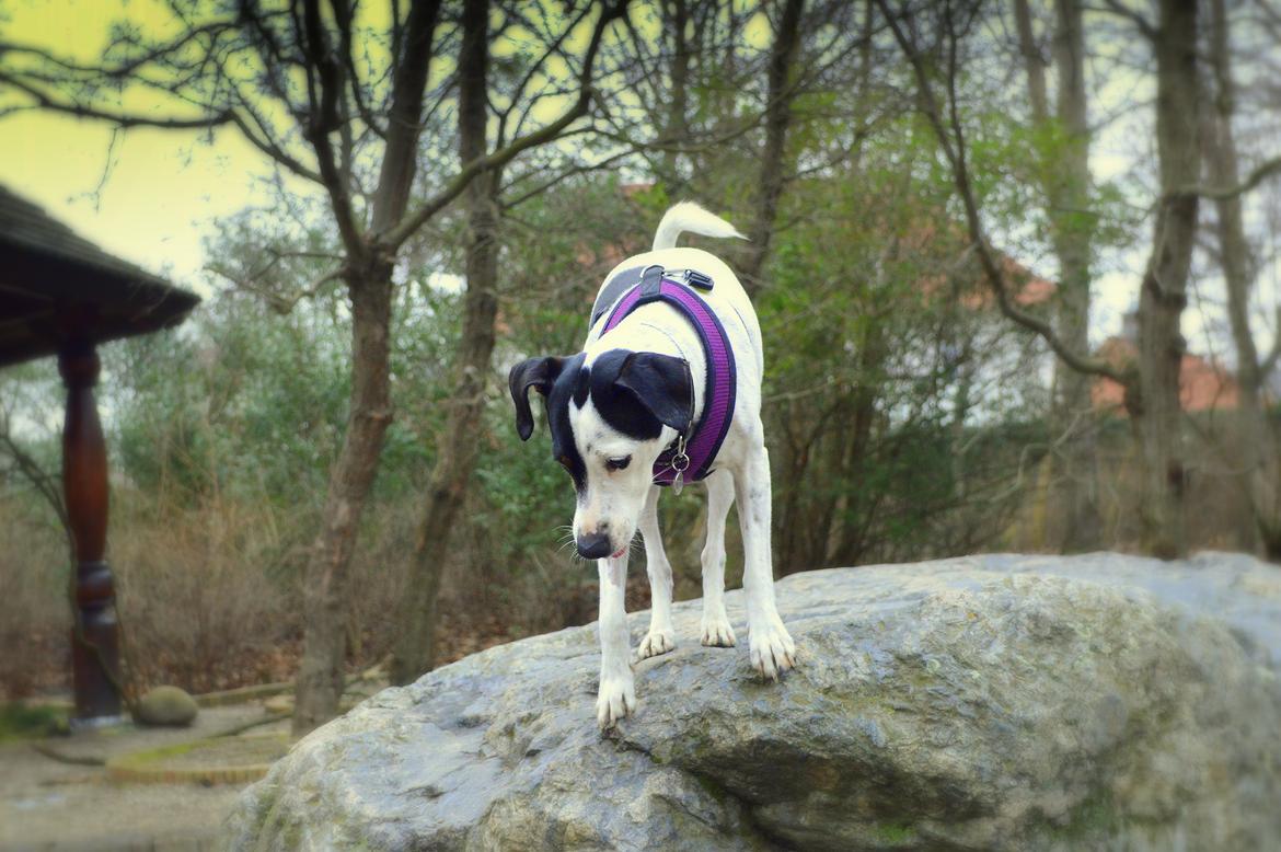 Dansk svensk gaardhund Sniffer [Bedste ven] - En dejlig forårstur i Fælledparken, 2/4 2014. billede 30