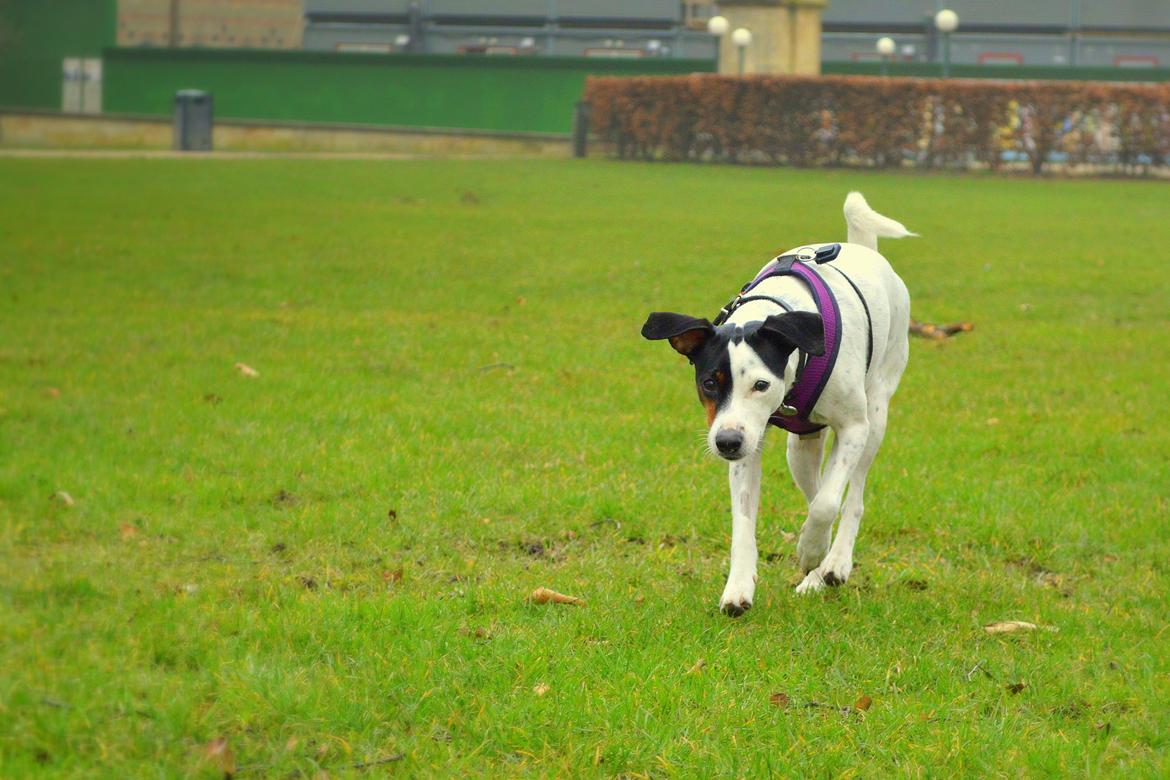 Dansk svensk gaardhund Sniffer [Bedste ven] - En dejlig forårstur i Fælledparken, 2/4 2014. billede 17